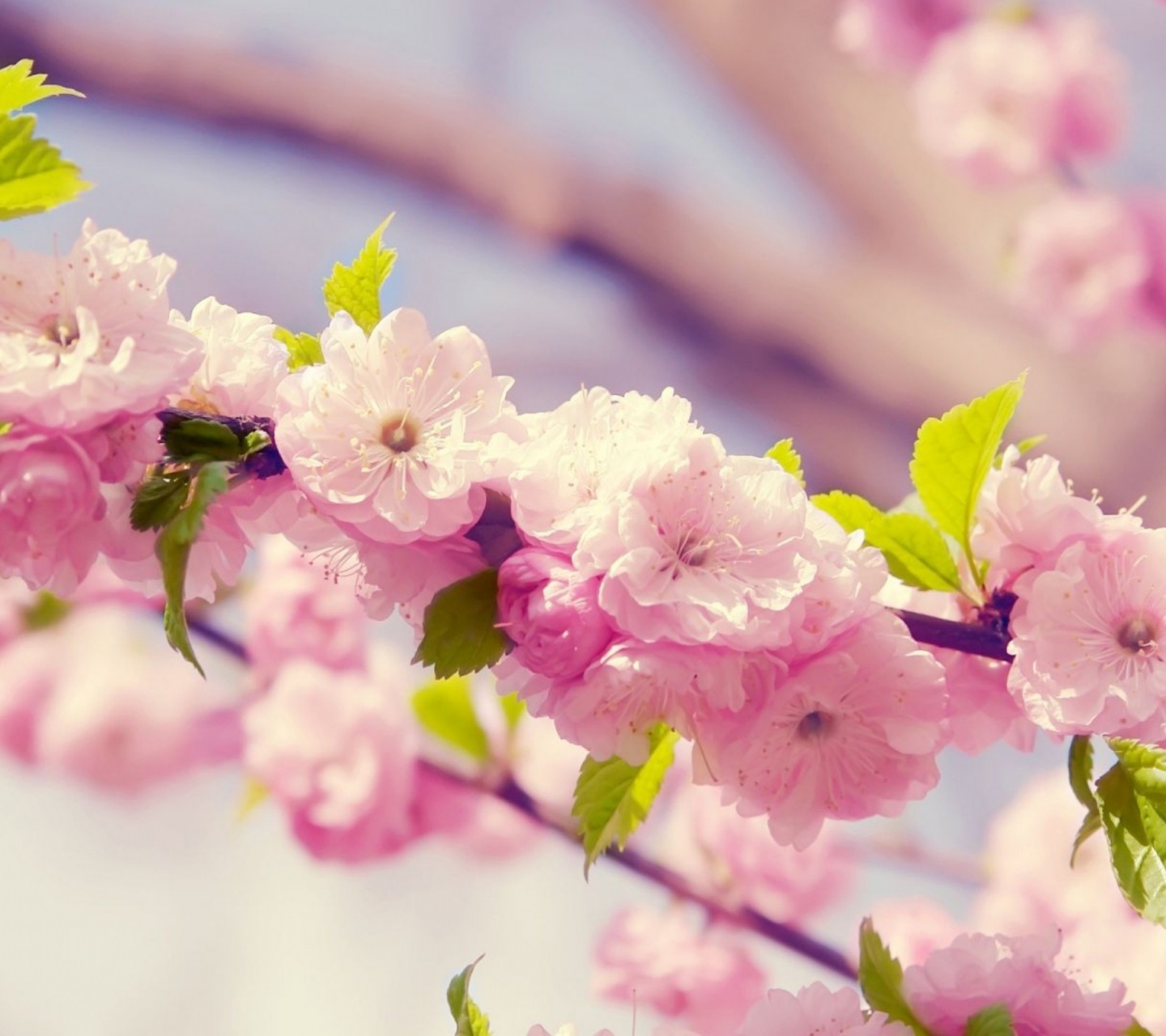 Cherries In Bloom Pink