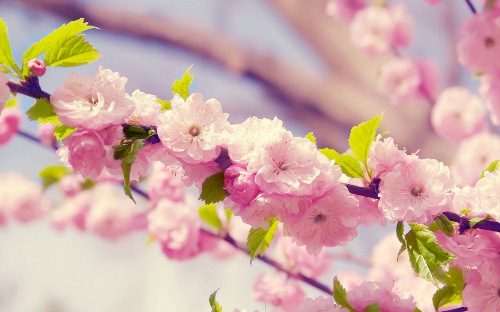 Cherries In Bloom Pink