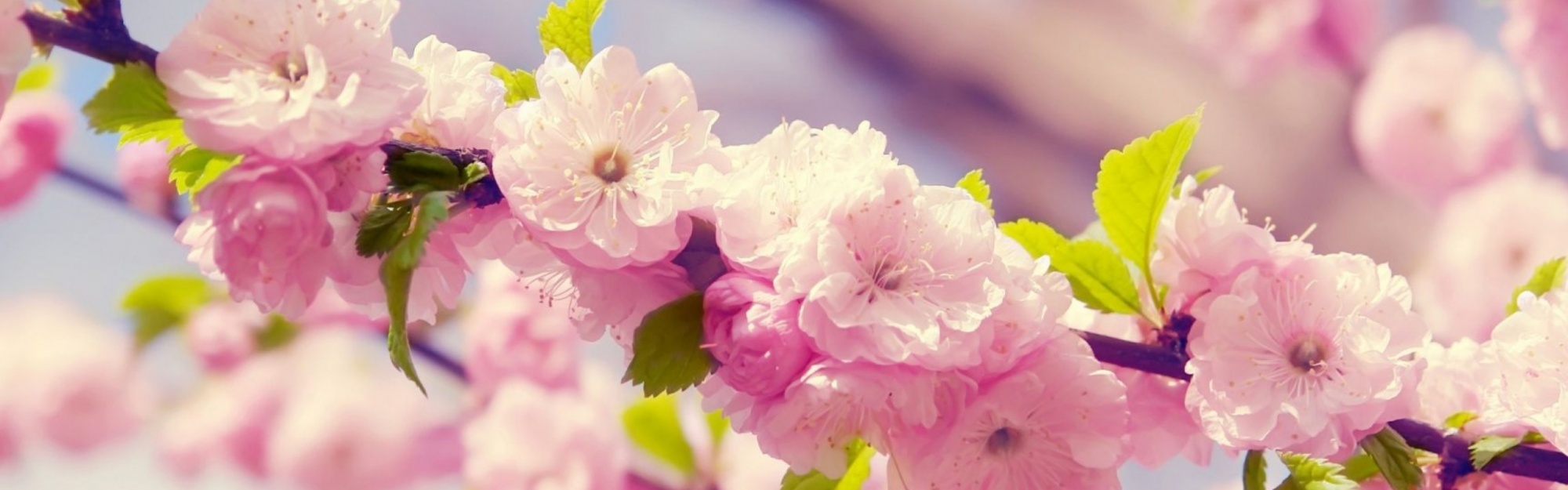 Cherries In Bloom Pink