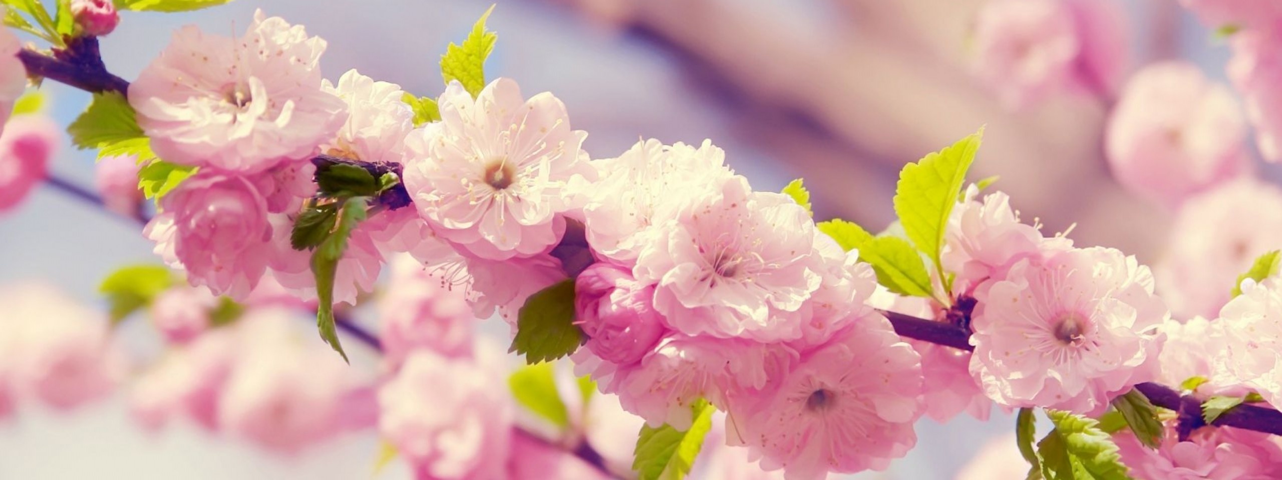 Cherries In Bloom Pink