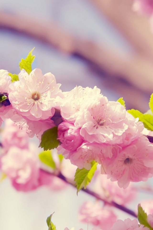 Cherries In Bloom Pink