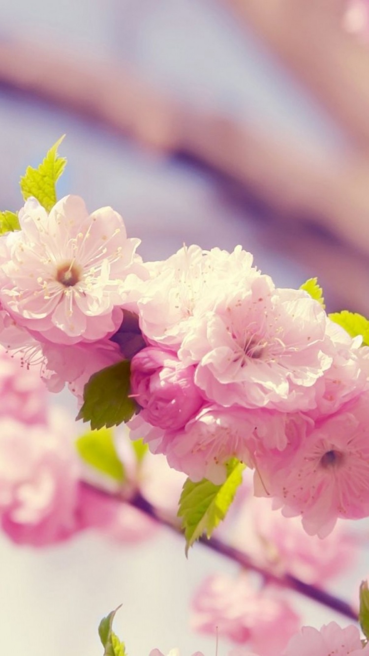 Cherries In Bloom Pink