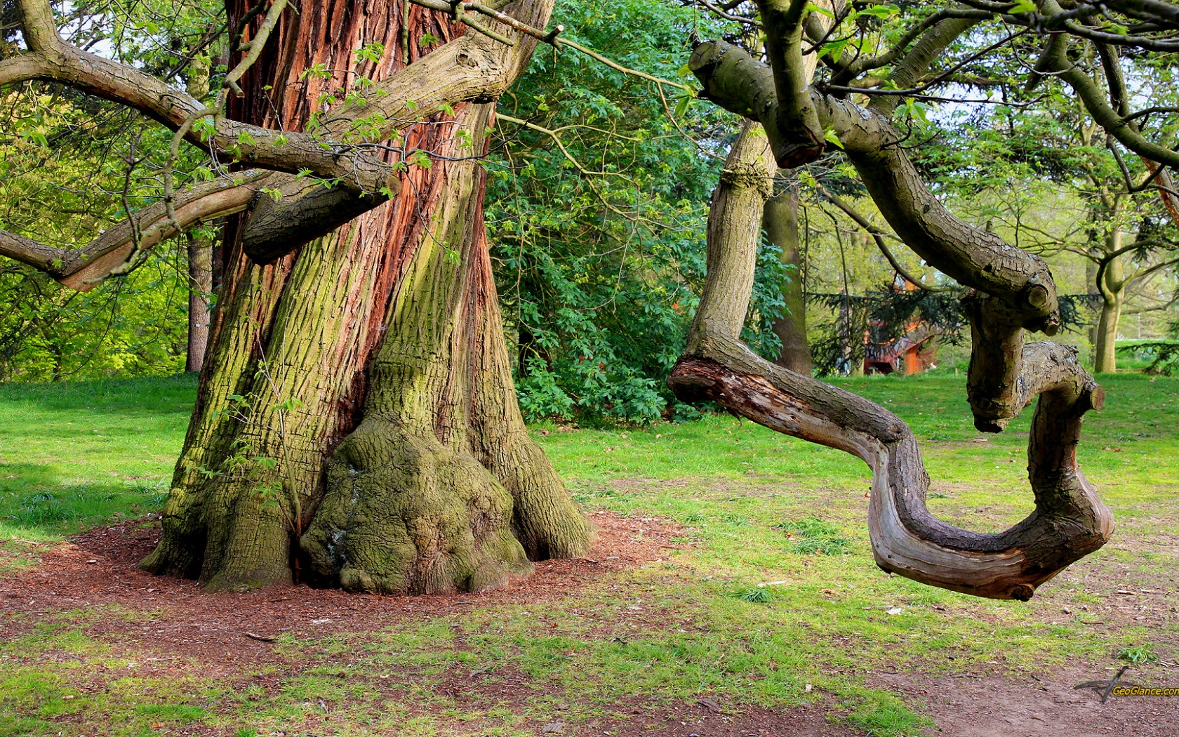 Chestnut Sweet Background Photo Tree Nature