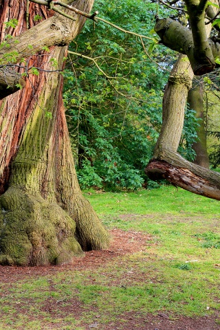 Chestnut Sweet Background Photo Tree Nature