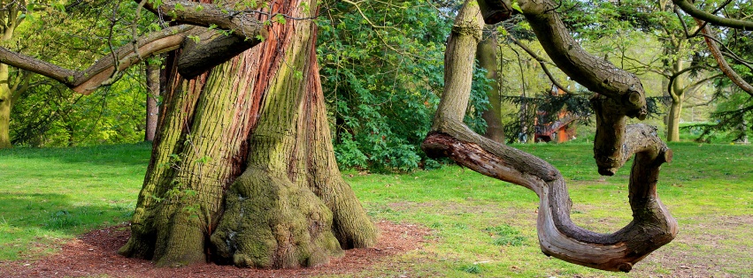 Chestnut Sweet Background Photo Tree Nature