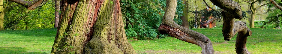 Chestnut Sweet Background Photo Tree Nature