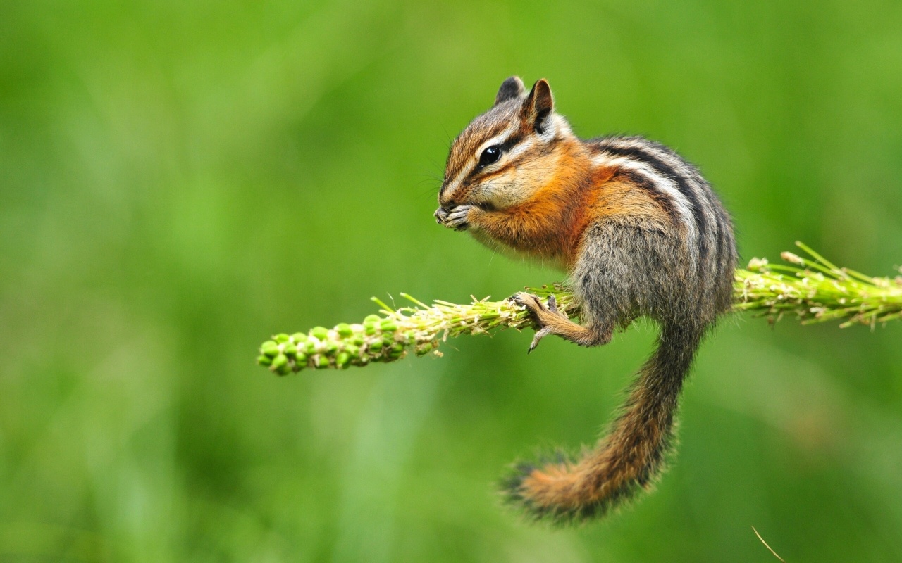 Chipmunk Eating