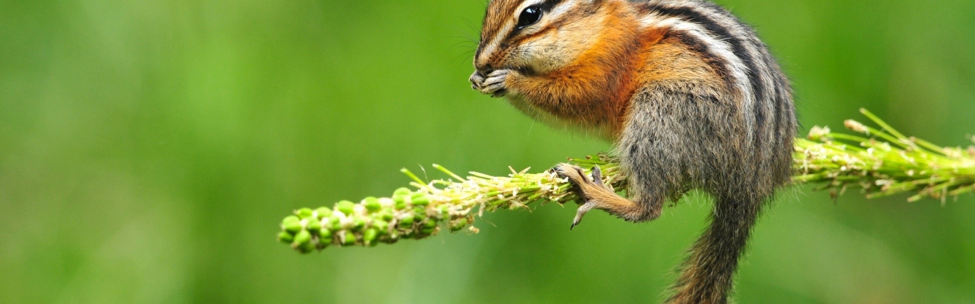 Chipmunk Eating