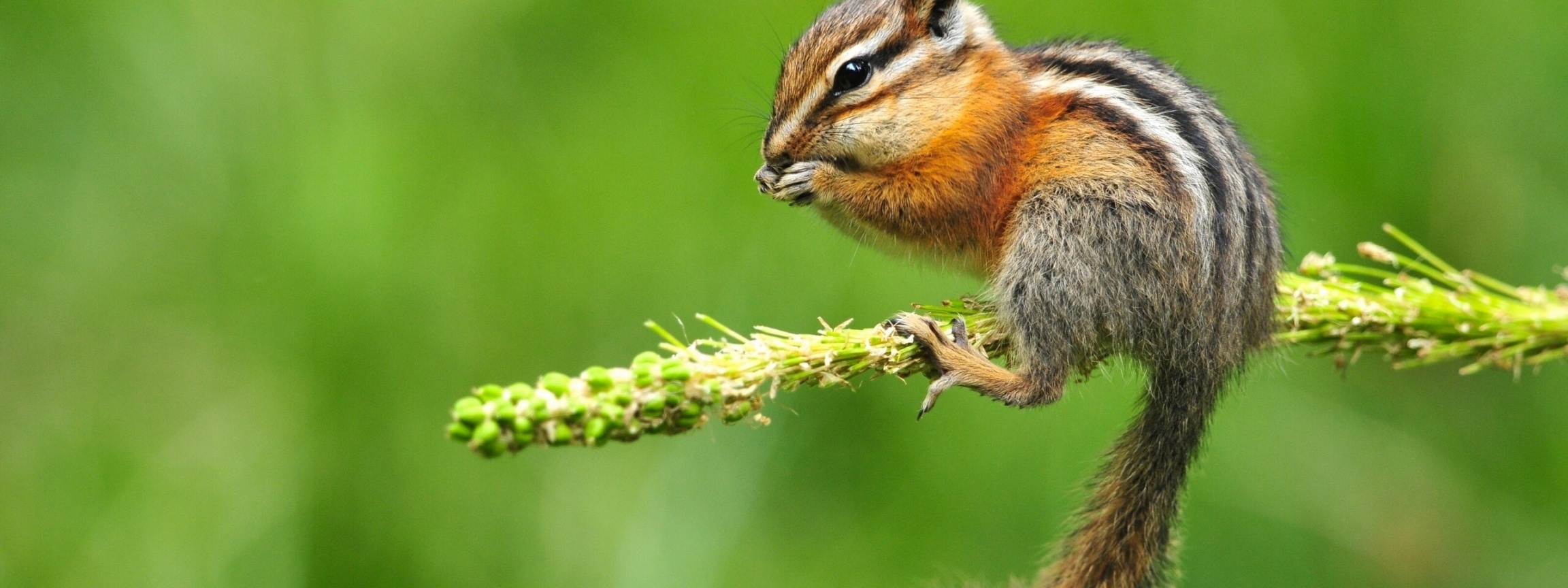 Chipmunk Eating