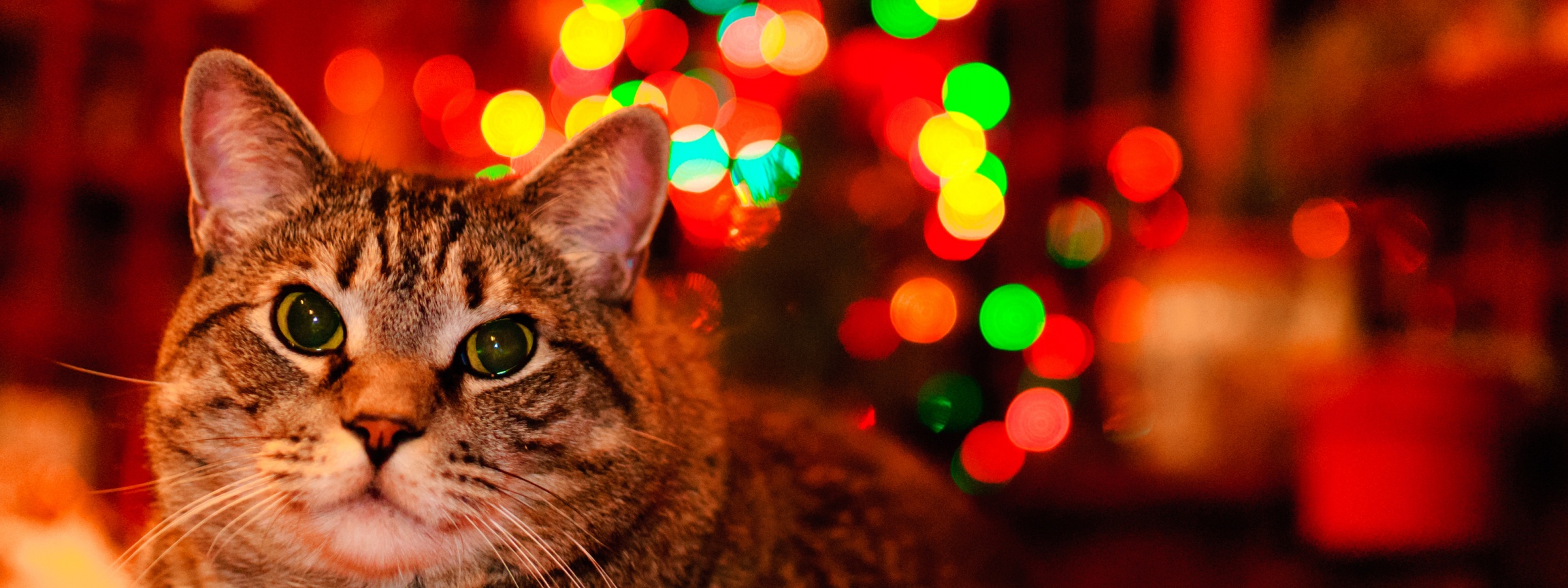 Christmas And Maine Coon Cat