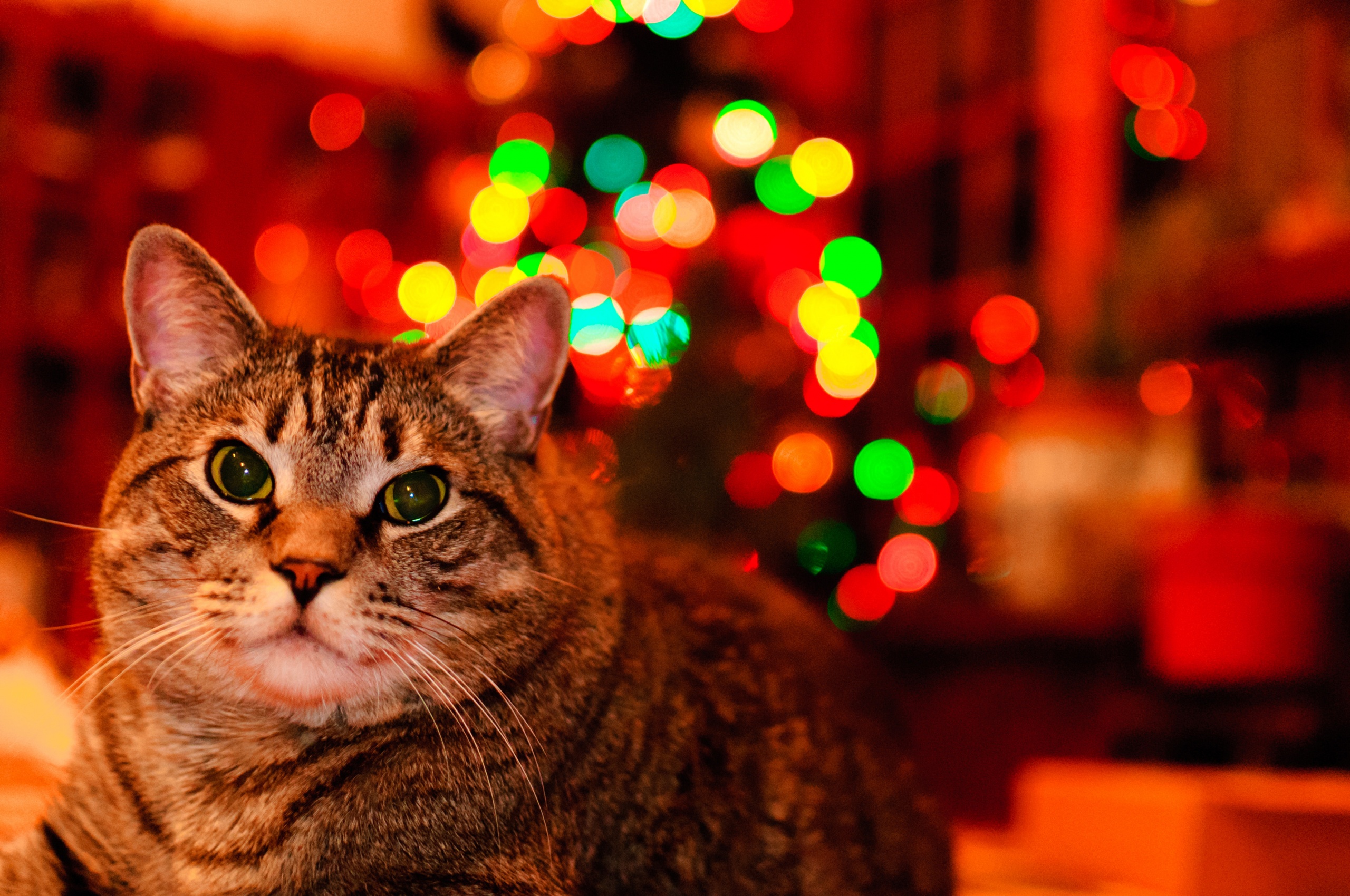 Christmas And Maine Coon Cat