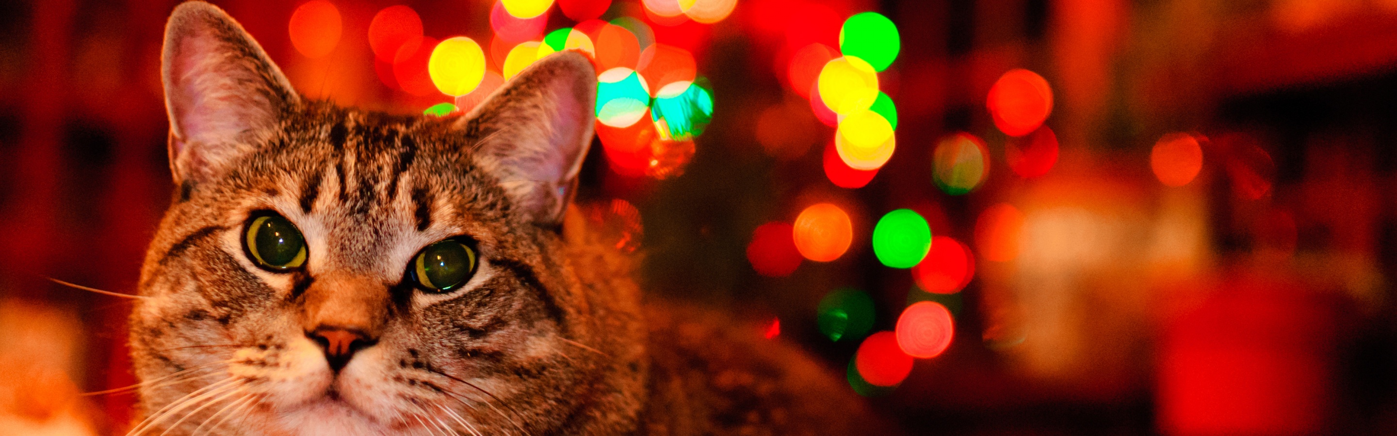 Christmas And Maine Coon Cat