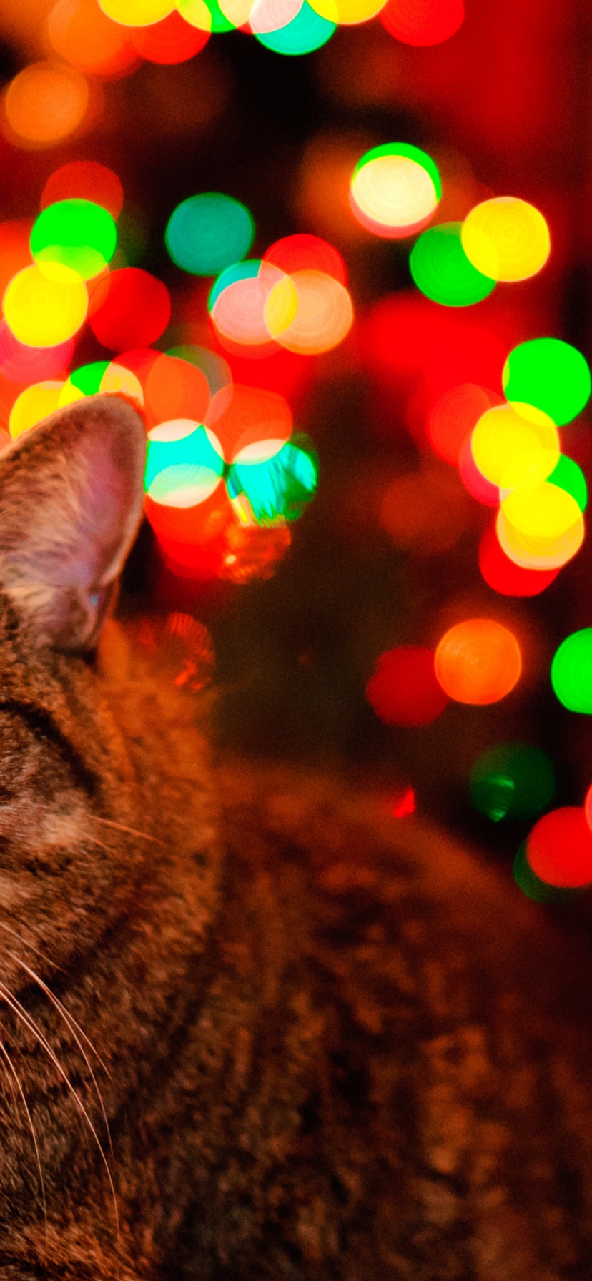 Christmas And Maine Coon Cat