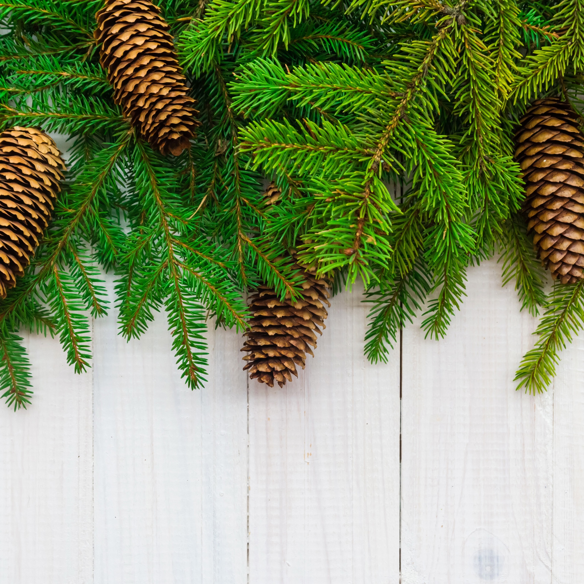 Christmas Branches Pine Cone