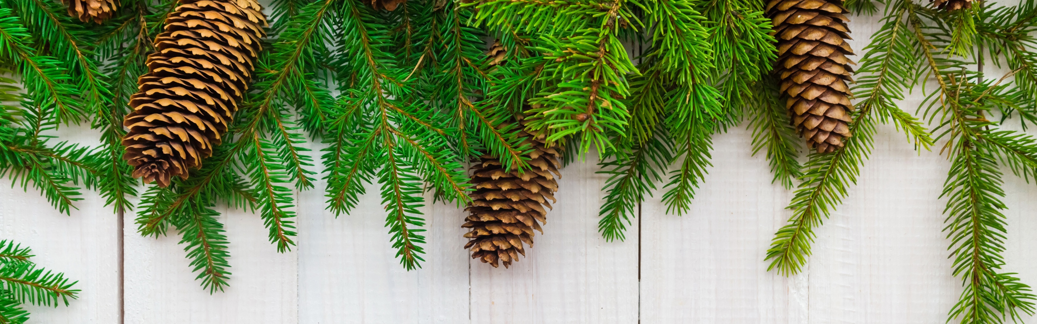 Christmas Branches Pine Cone