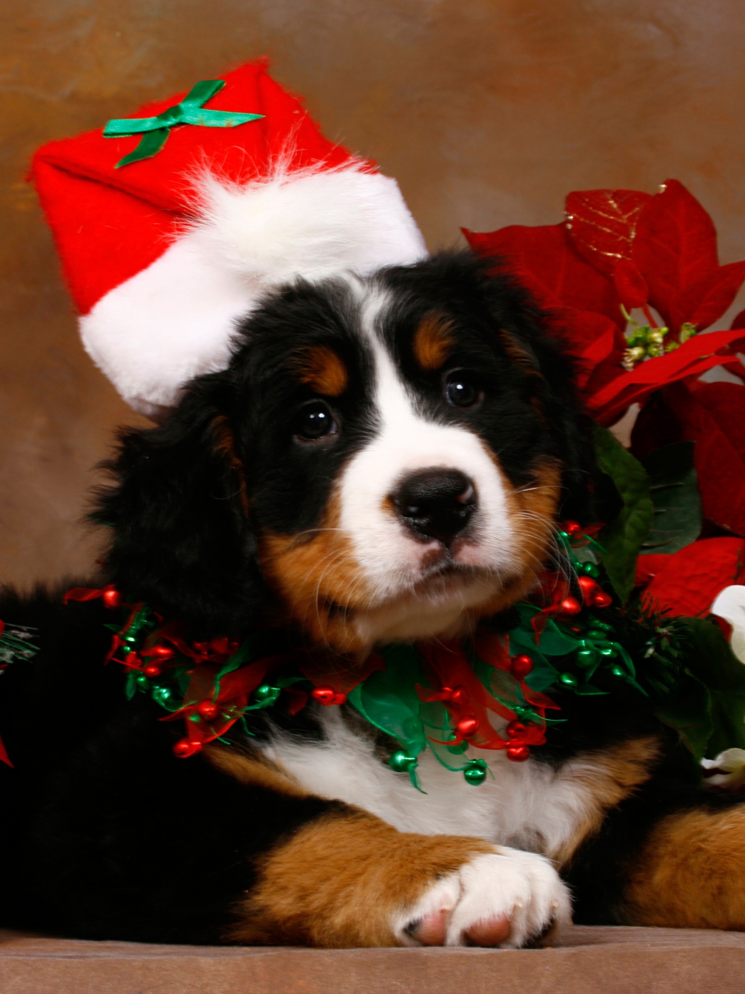 Christmas Cute Puppy