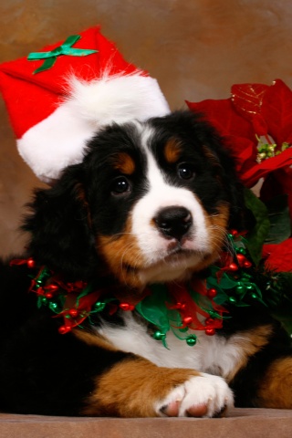 Christmas Cute Puppy