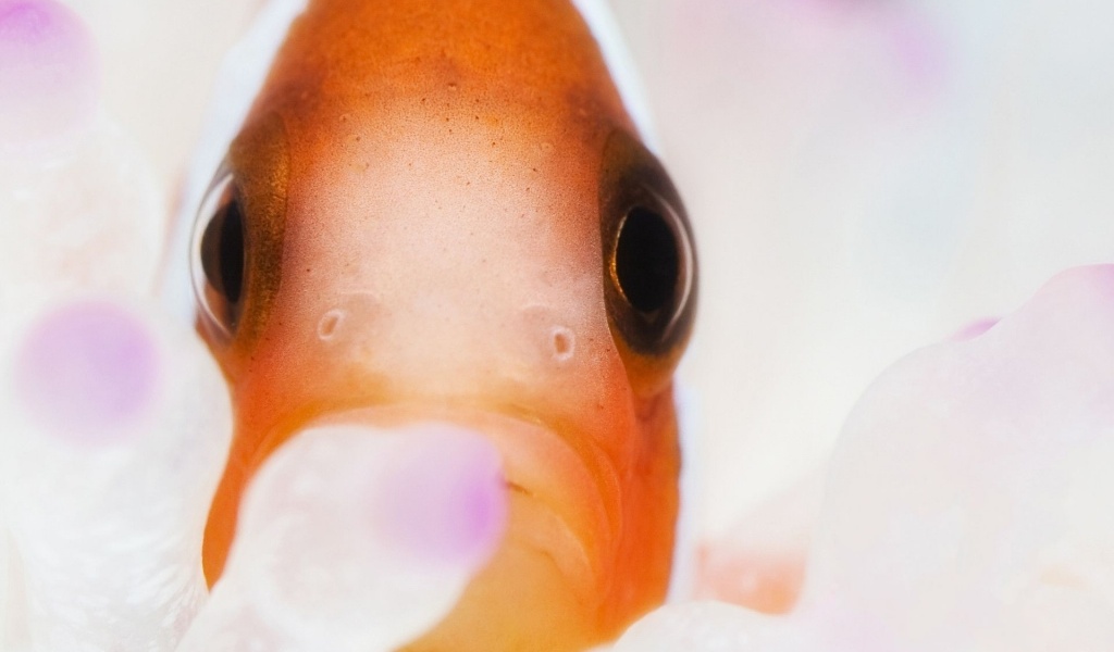 Clown Fish Clownfish Anemonefish