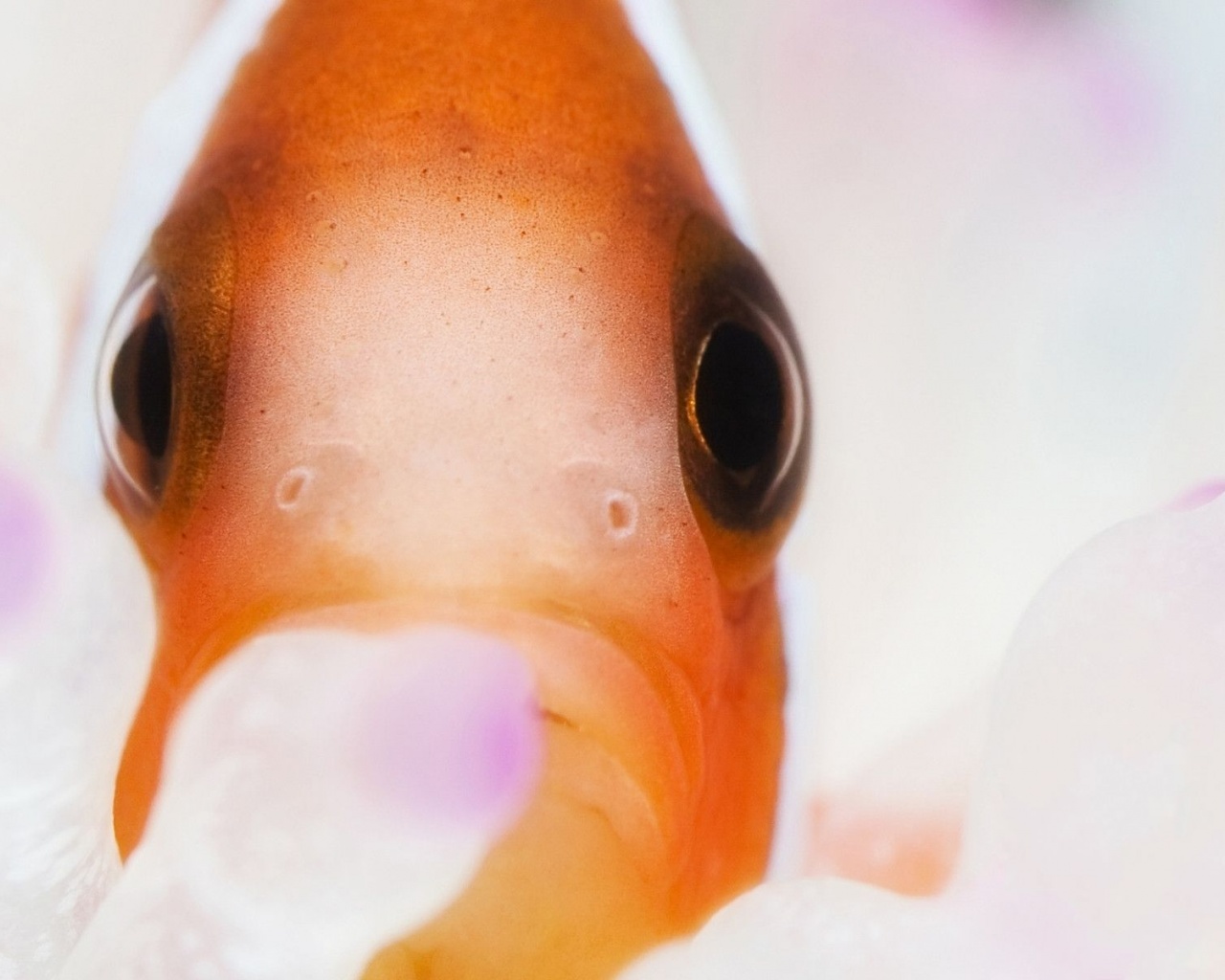 Clown Fish Clownfish Anemonefish