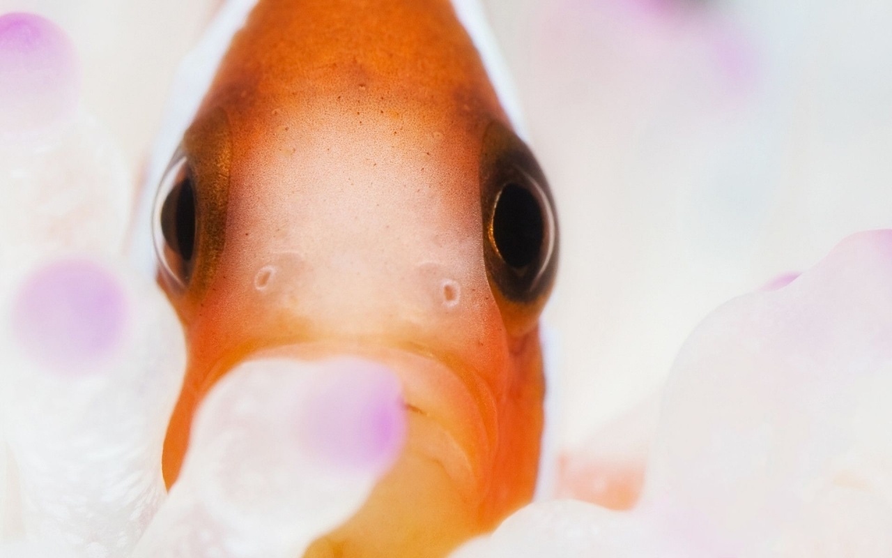 Clown Fish Clownfish Anemonefish