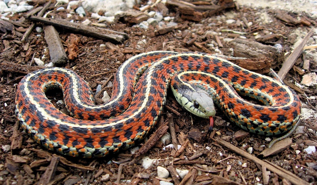 Coast Garter Snake