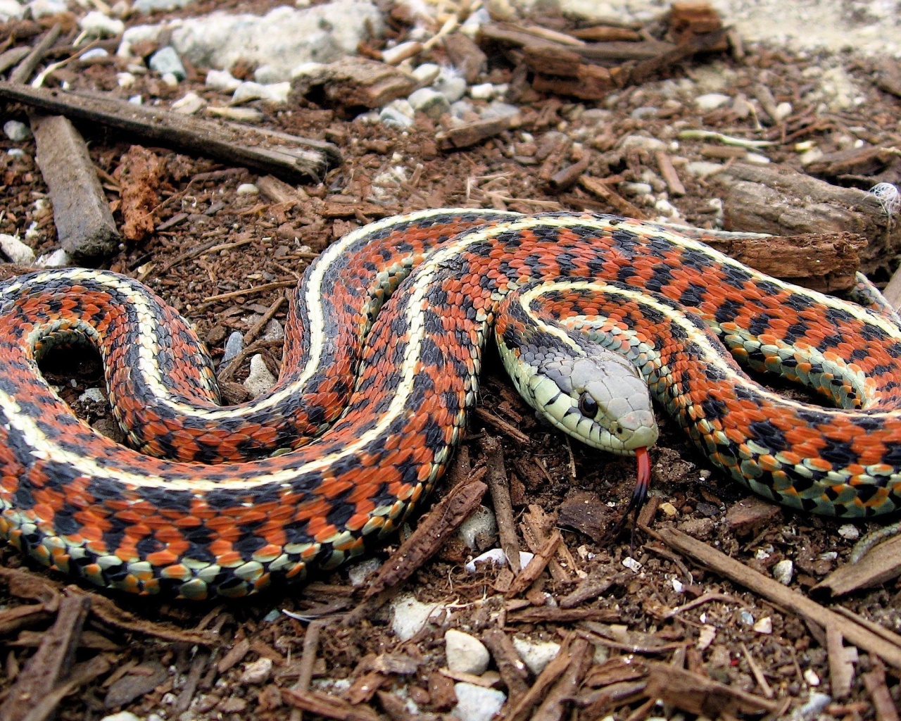 Coast Garter Snake