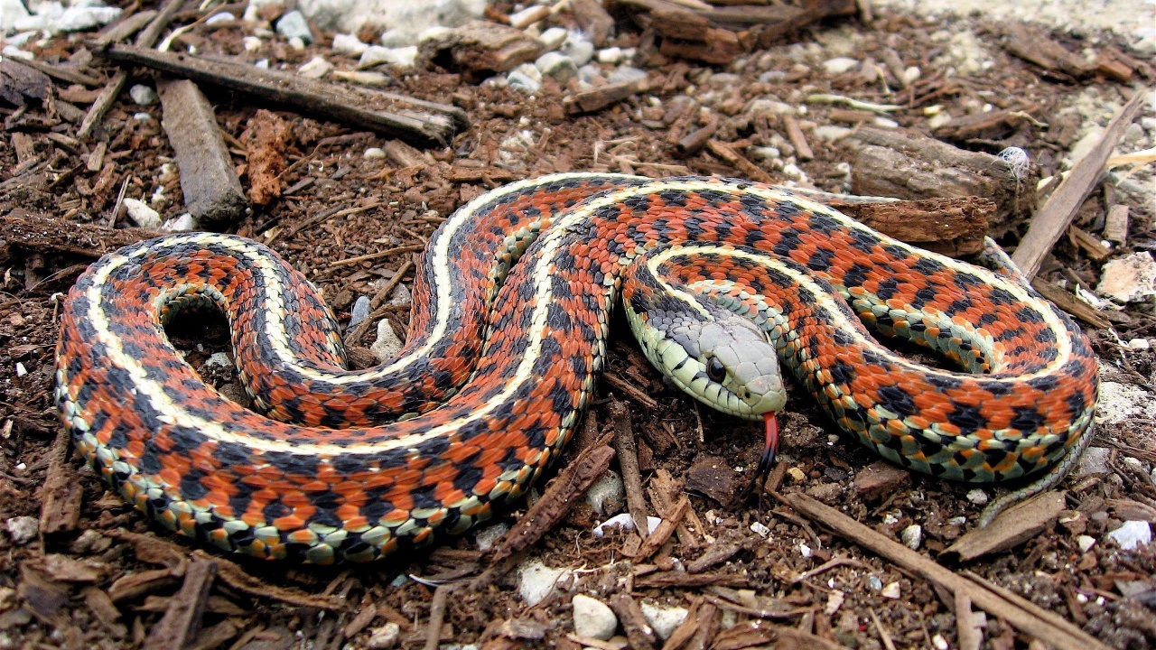 Coast Garter Snake