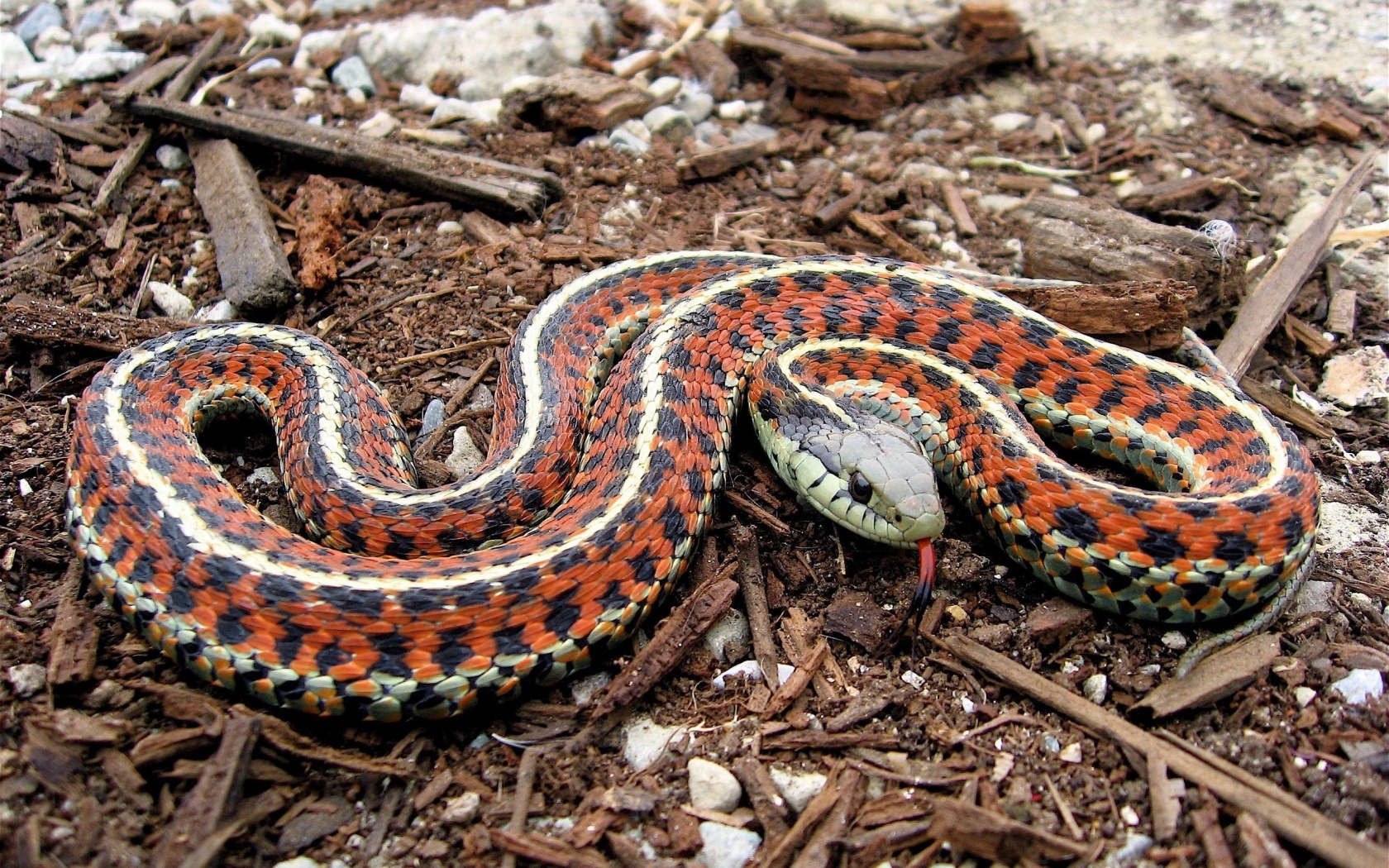 Coast Garter Snake