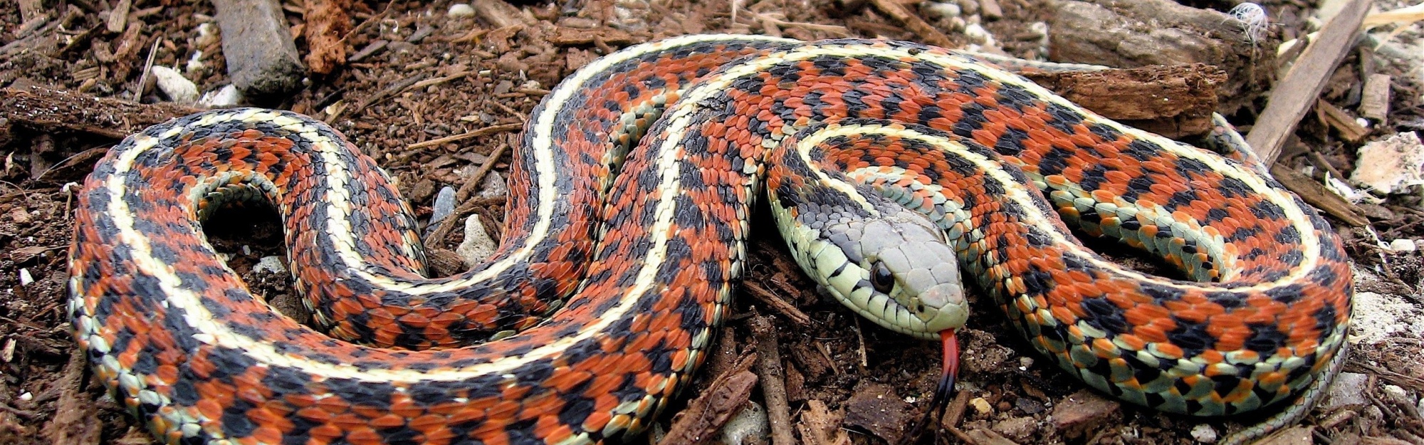 Coast Garter Snake