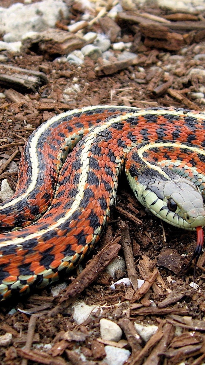 Coast Garter Snake