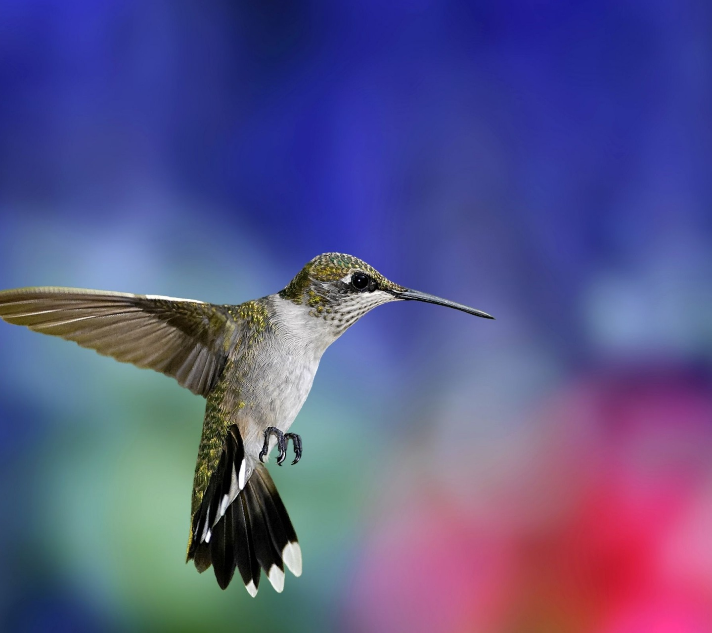 Colibri Bird1