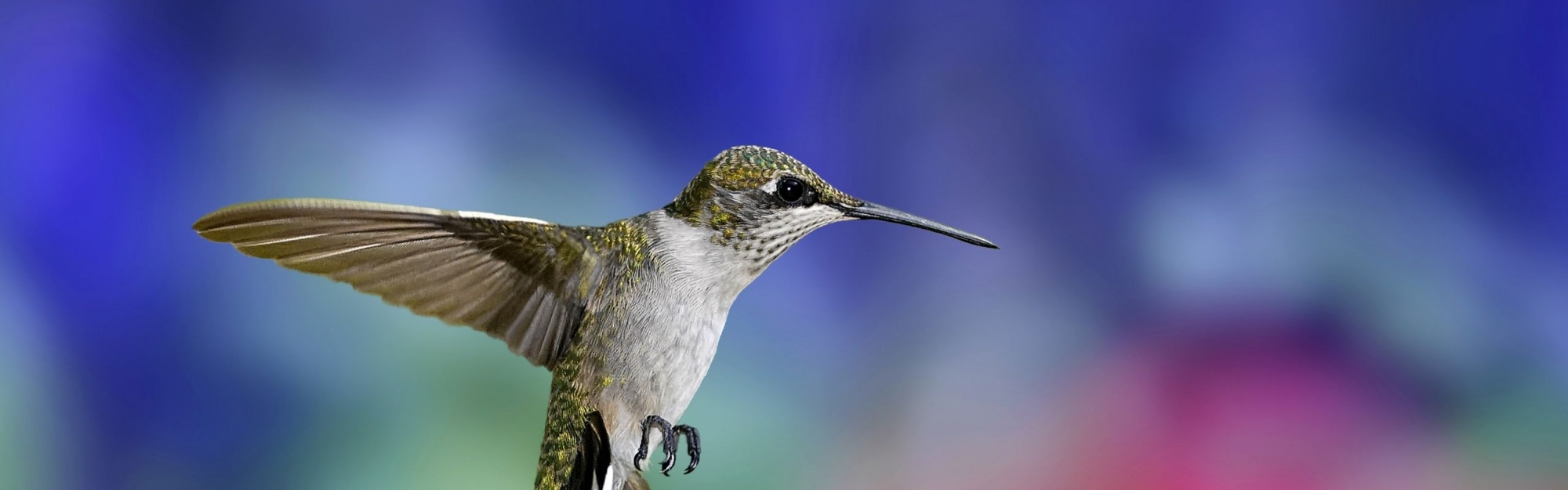 Colibri Bird1