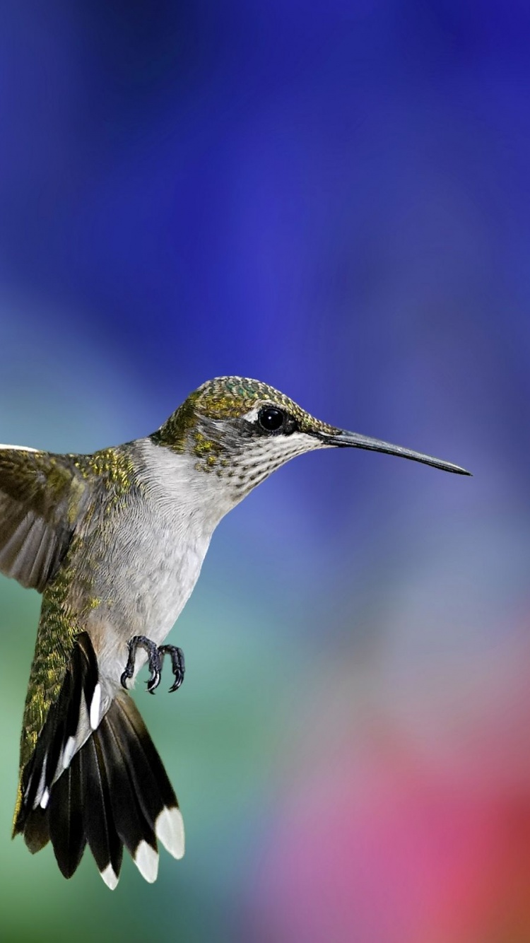 Colibri Bird1