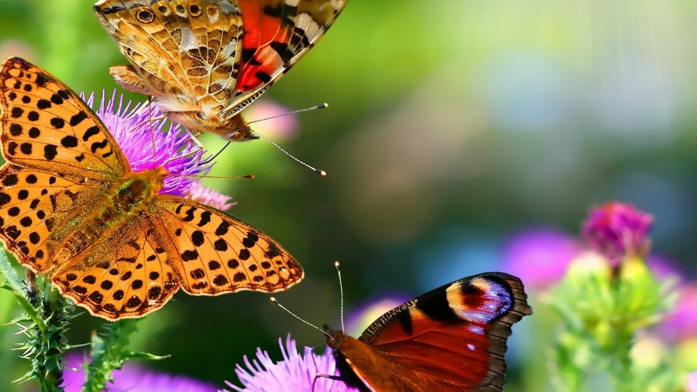 Colorful Butterflies