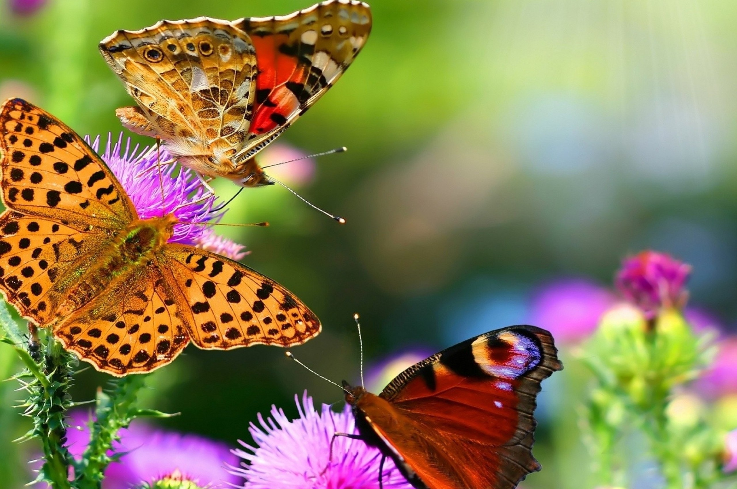 Colorful Butterflies