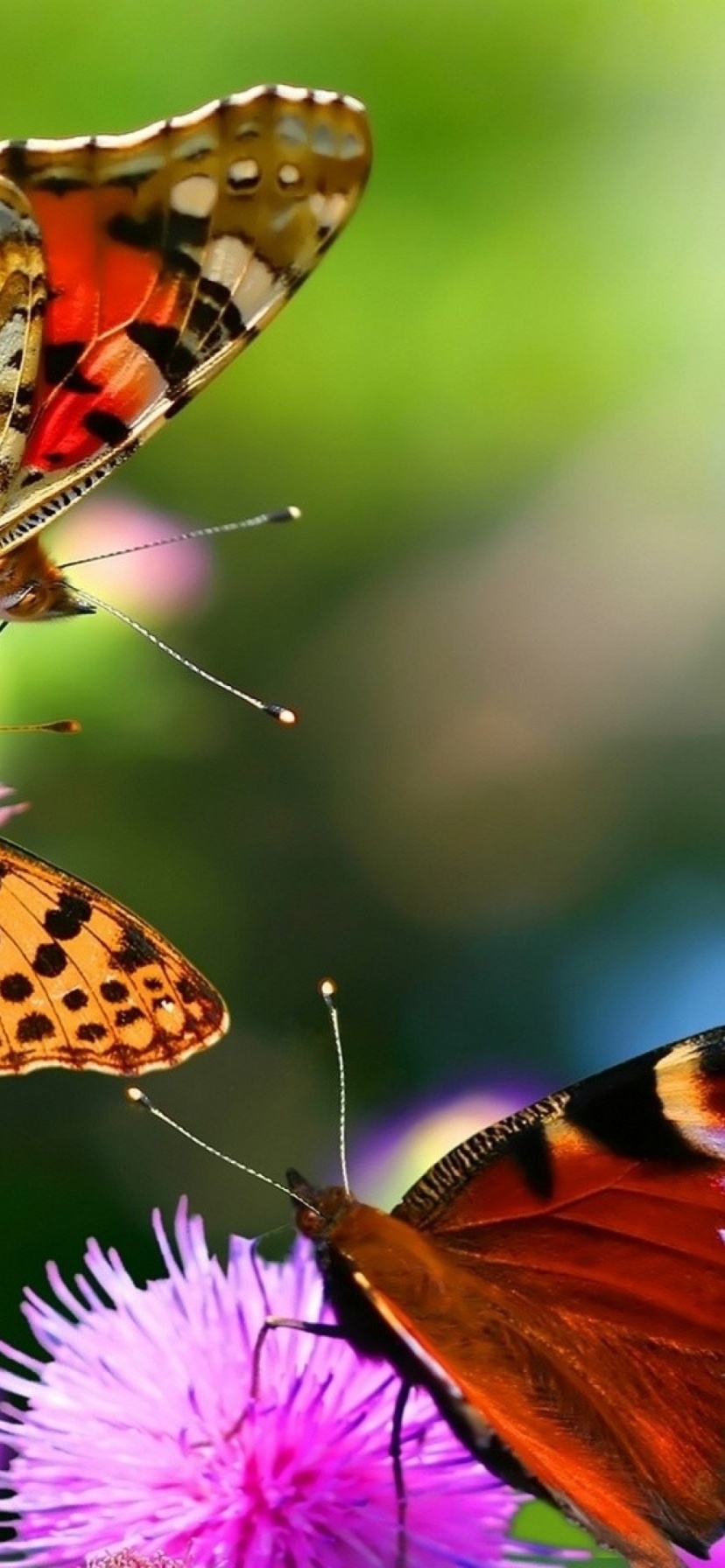 Colorful Butterflies