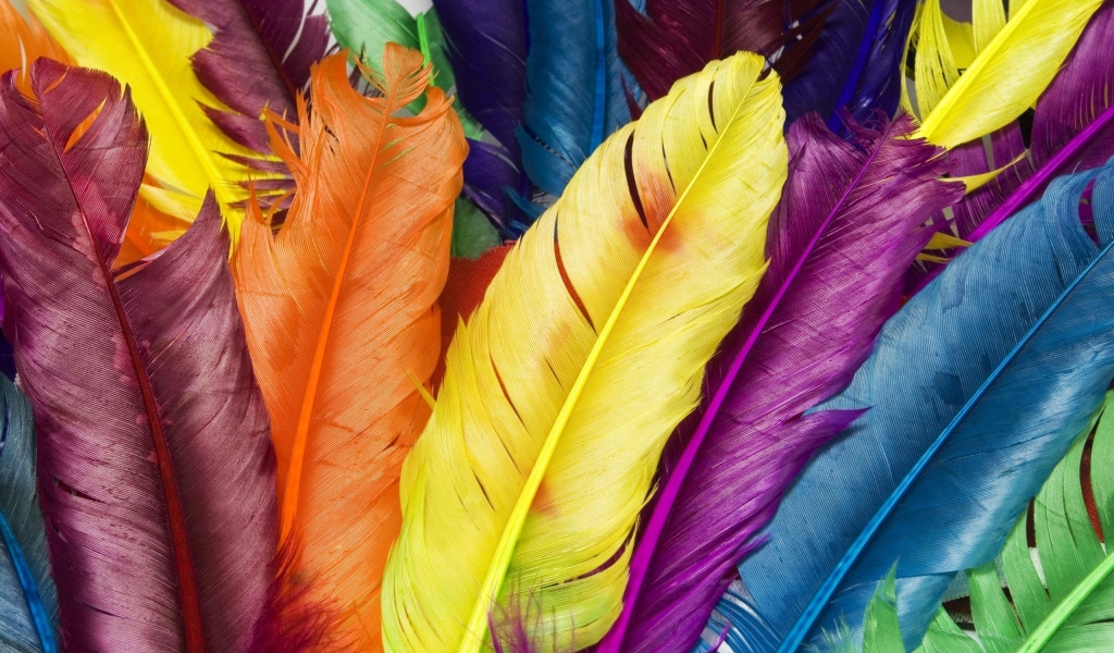 Colorful Feathers