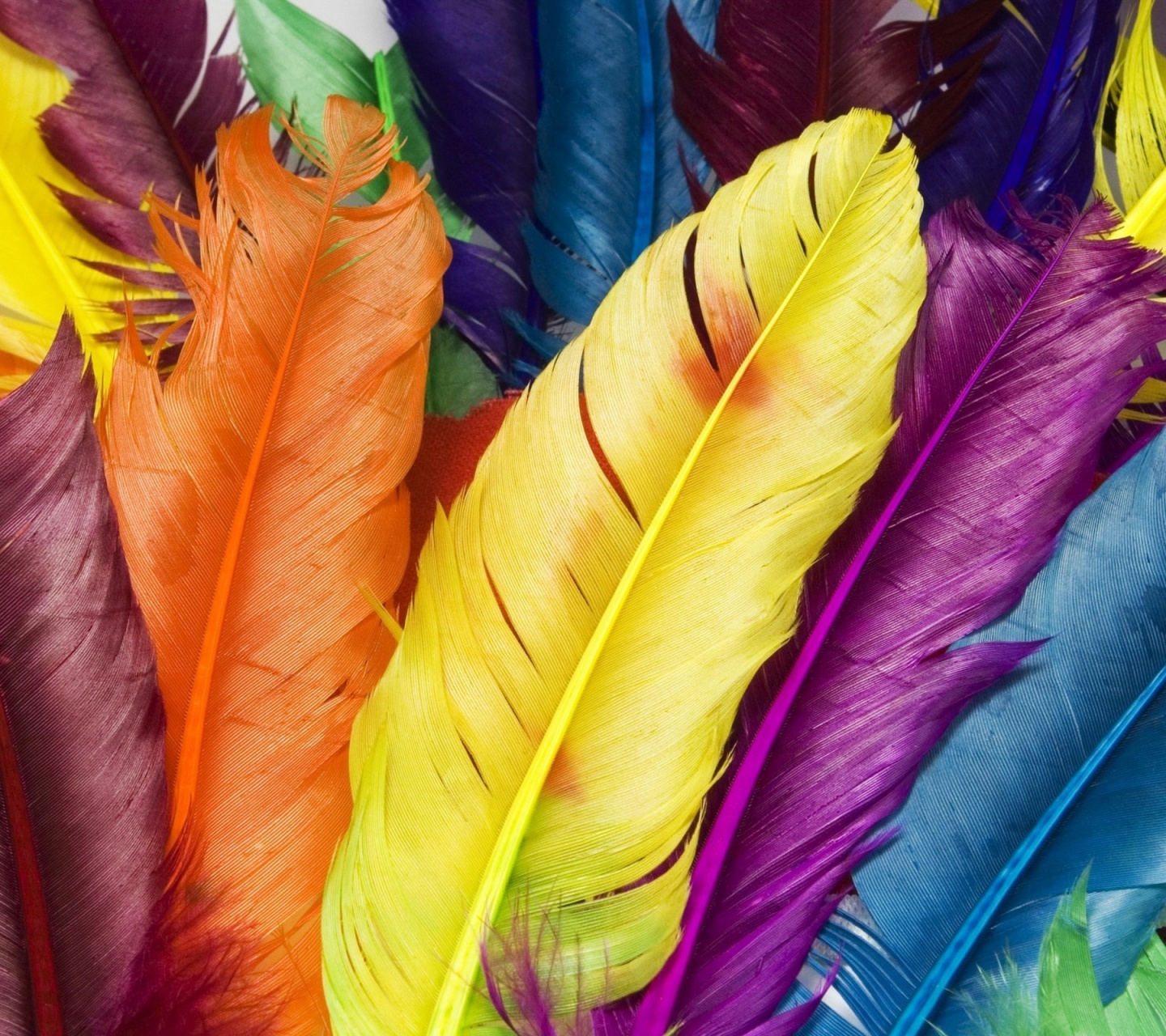 Colorful Feathers