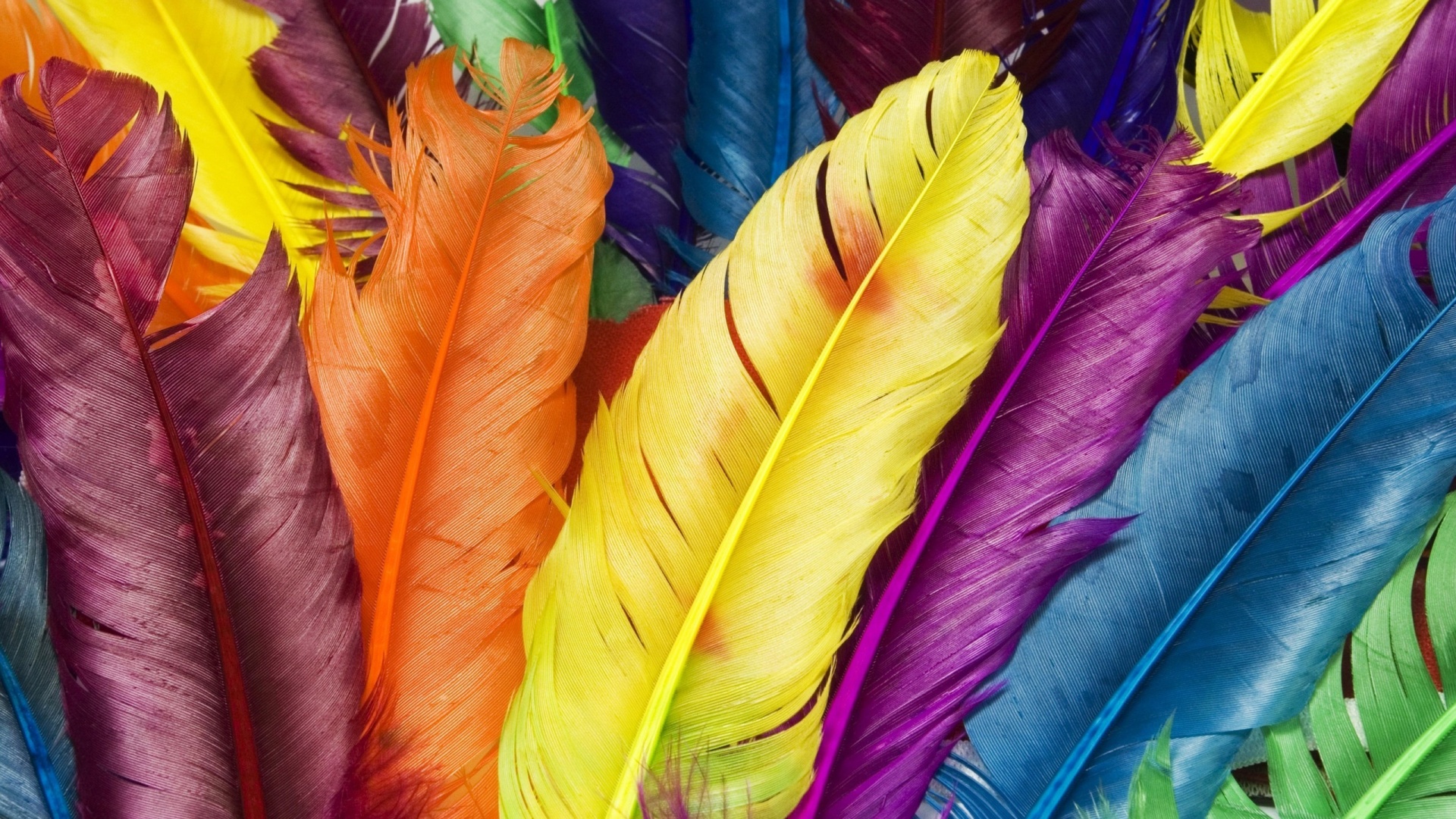 Colorful Feathers