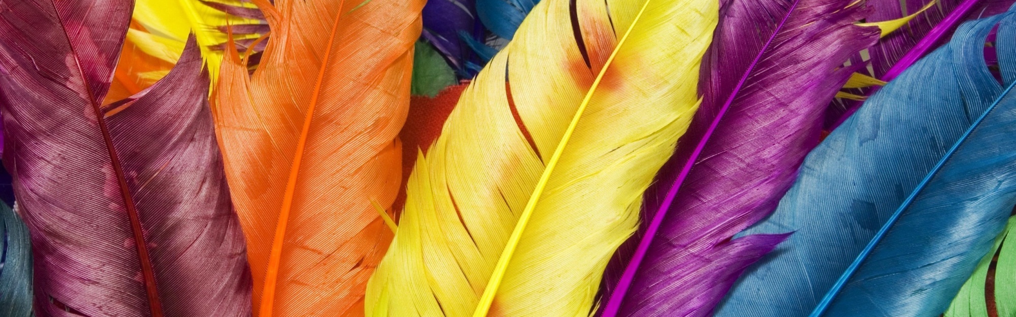 Colorful Feathers