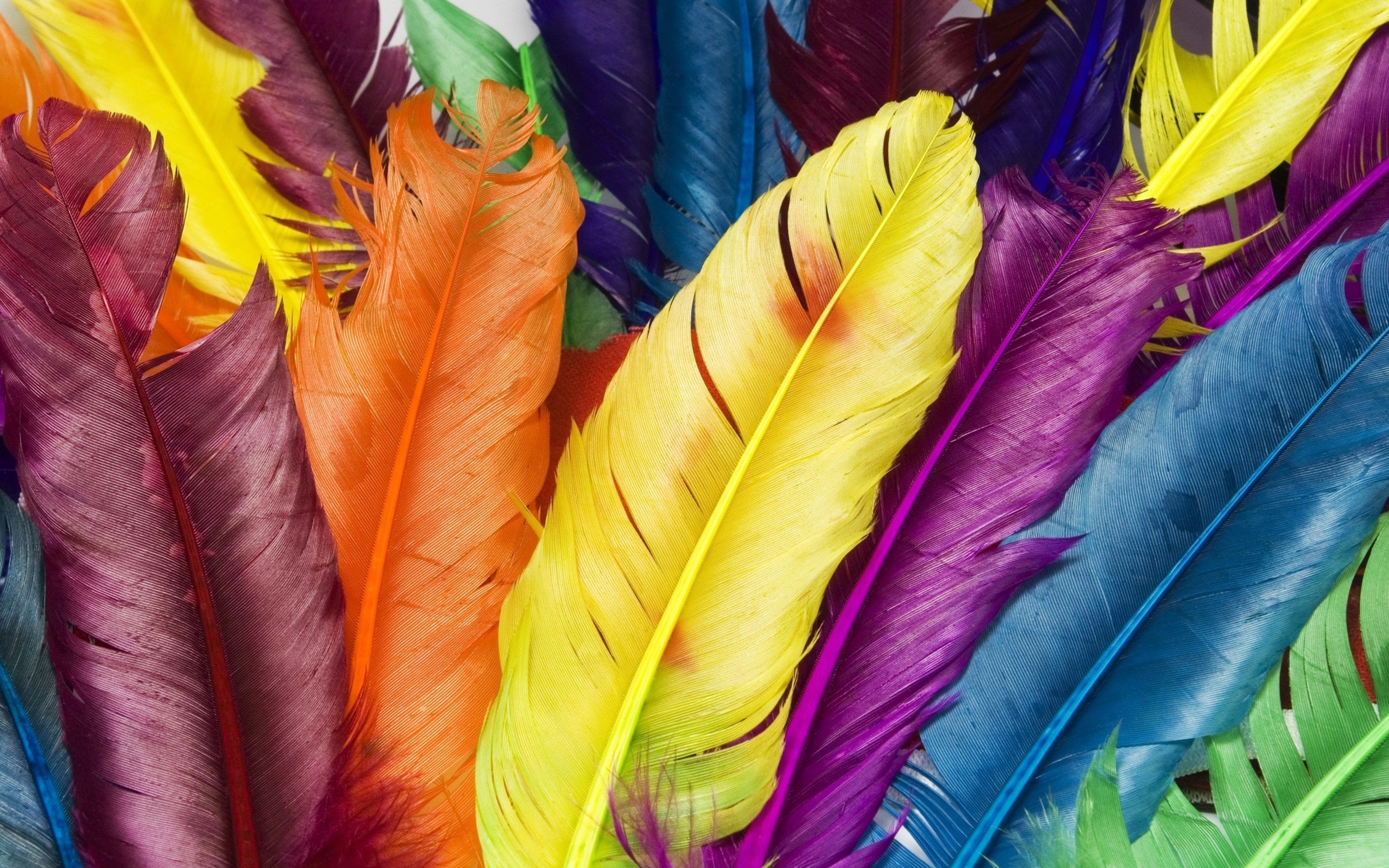 Colorful Feathers