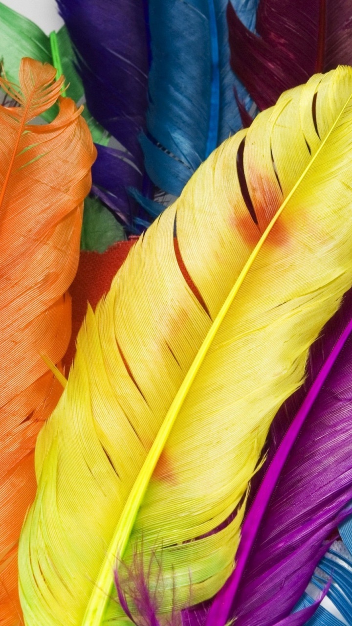 Colorful Feathers