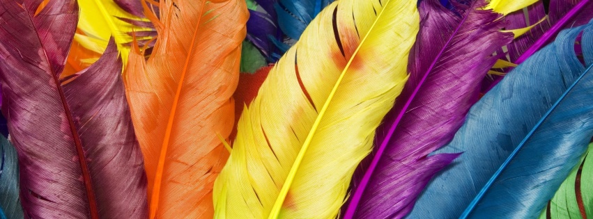 Colorful Feathers