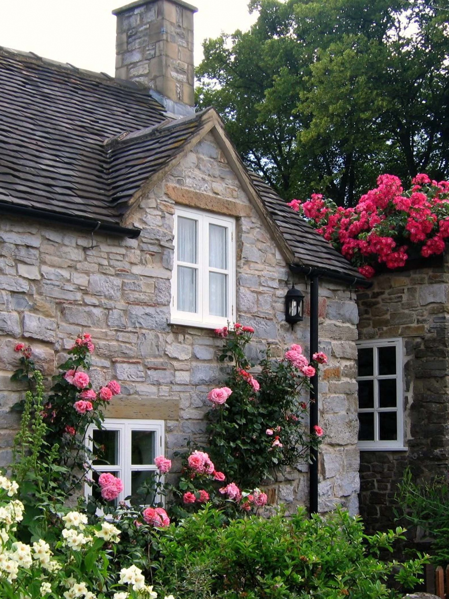 Cottage With Roses Village Of Thorpe Tissington Trail Derbyshire