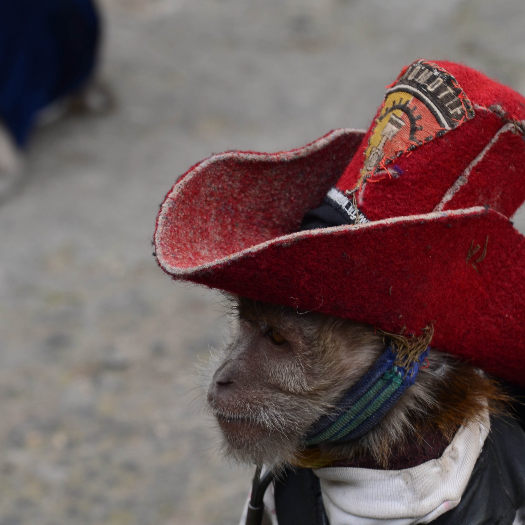 Cowboy Monkey