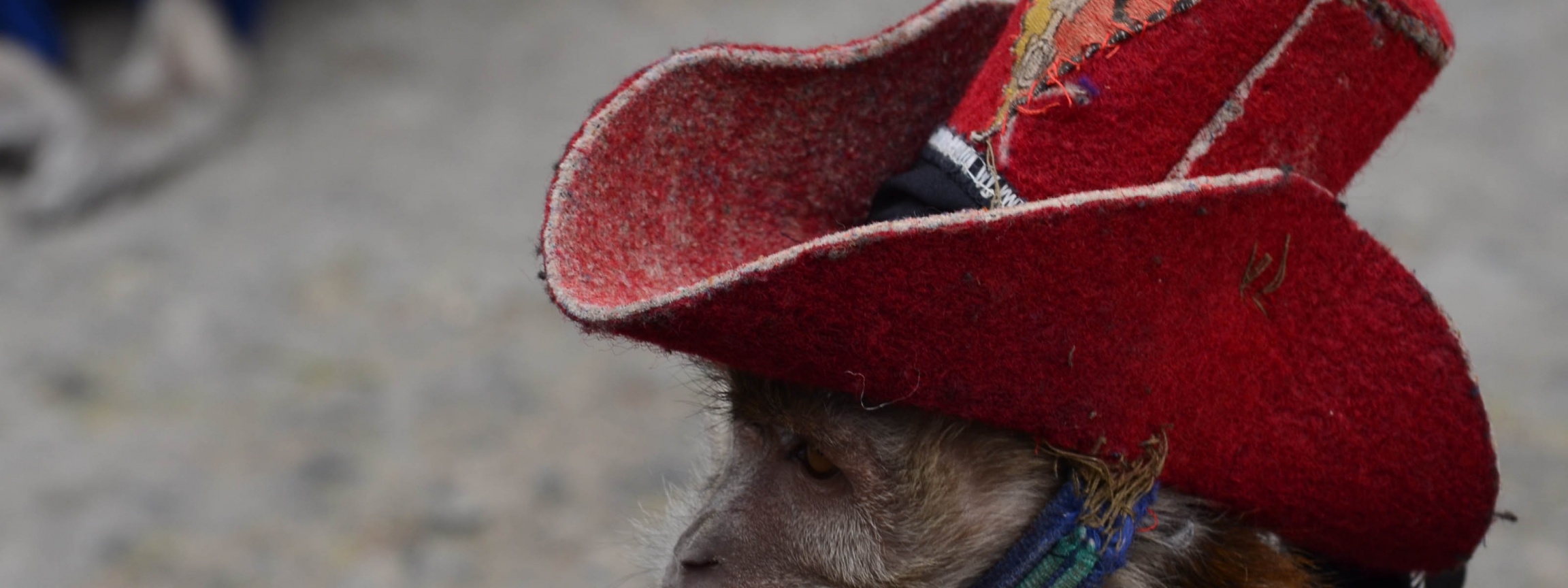 Cowboy Monkey