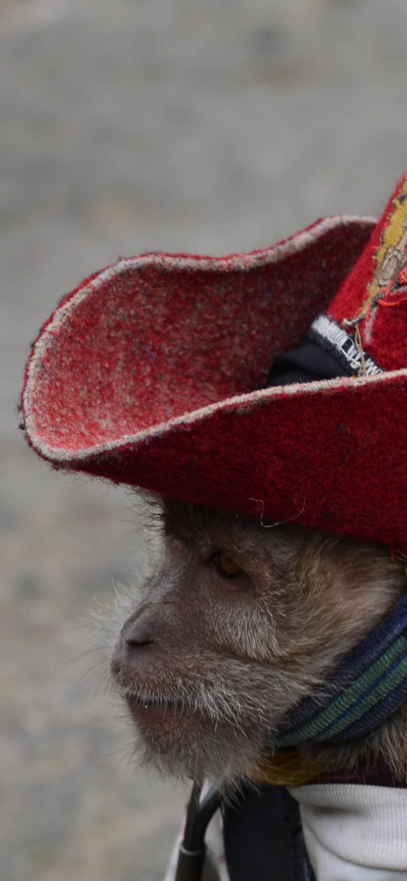 Cowboy Monkey