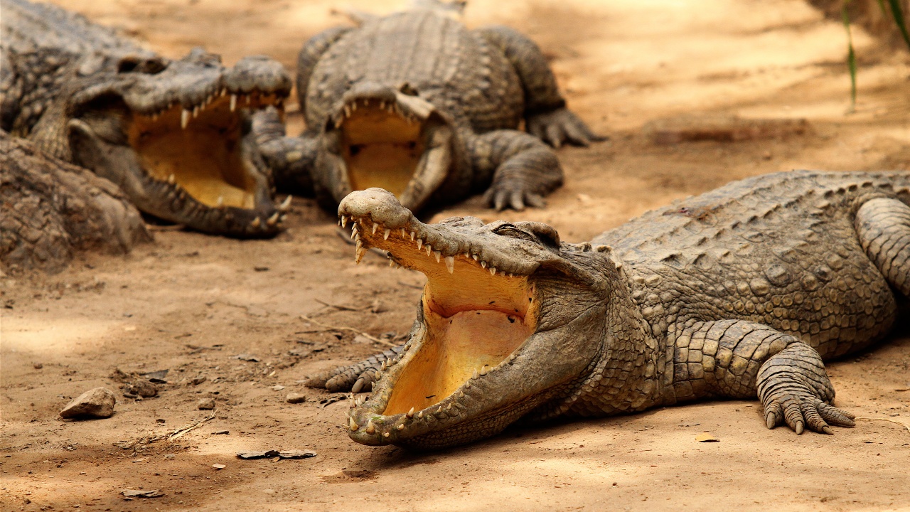 Crocodiles Bask In The Sun