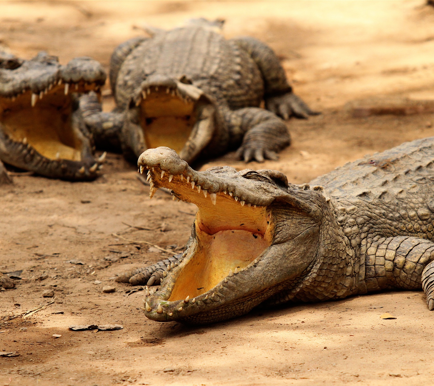 Crocodiles Bask In The Sun