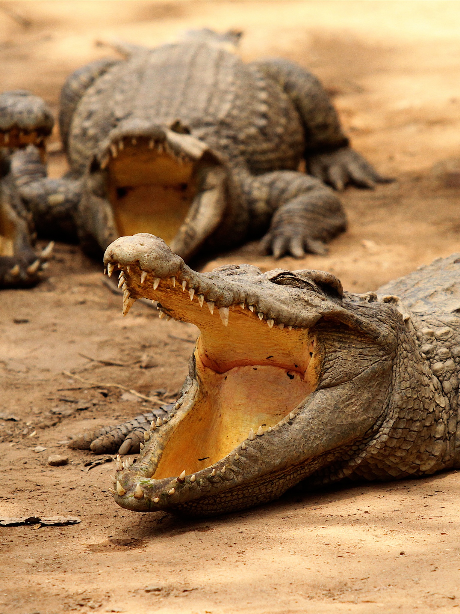 Crocodiles Bask In The Sun